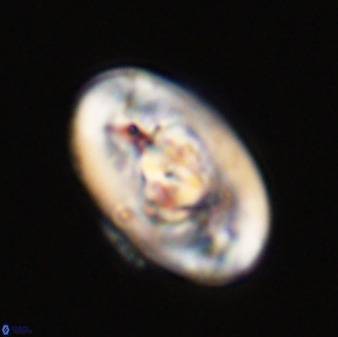 Zeugrhabdotus embergeri 39292