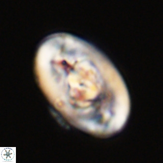 Zeugrhabdotus embergeri 39292