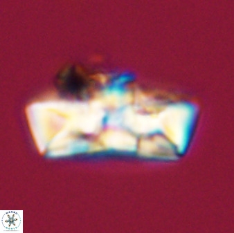 Zeugrhabdotus embergeri 39294