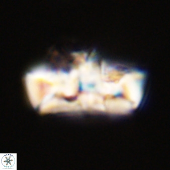 Zeugrhabdotus embergeri 39295