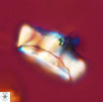 Zeugrhabdotus embergeri 39299
