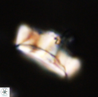 Zeugrhabdotus embergeri 39300