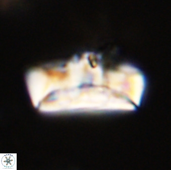 Zeugrhabdotus embergeri 39301