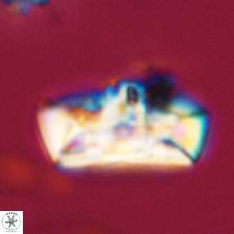 Zeugrhabdotus embergeri 39302