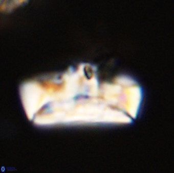 Zeugrhabdotus embergeri 39303