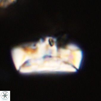 Zeugrhabdotus embergeri 39303