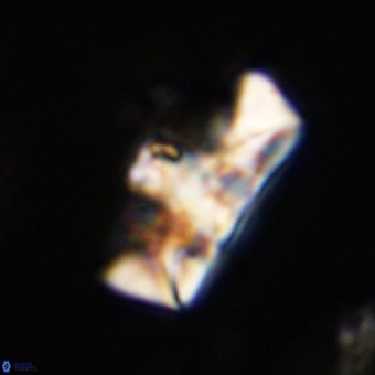 Zeugrhabdotus embergeri 39304