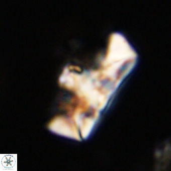 Zeugrhabdotus embergeri 39304
