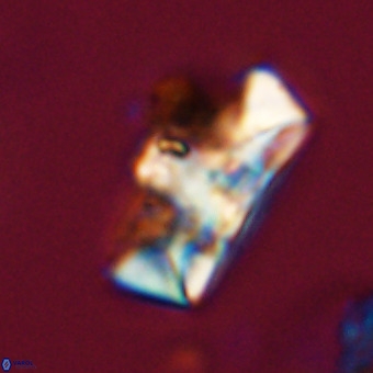 Zeugrhabdotus embergeri 39305