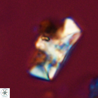 Zeugrhabdotus embergeri 39305