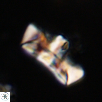 Zeugrhabdotus embergeri 39308