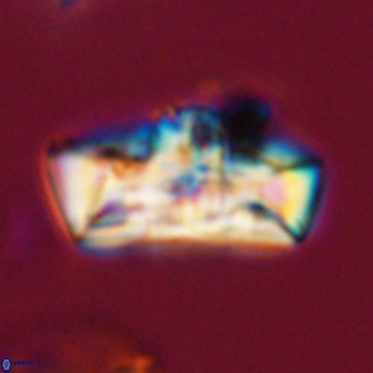 Zeugrhabdotus embergeri 39310