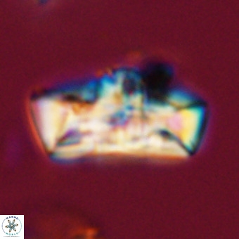 Zeugrhabdotus embergeri 39310