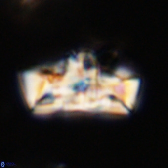 Zeugrhabdotus embergeri 39311