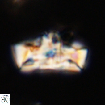 Zeugrhabdotus embergeri 39311