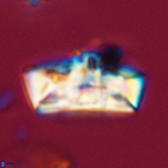Zeugrhabdotus embergeri 39313