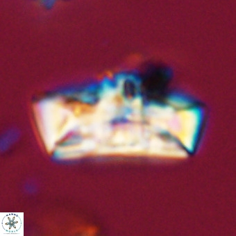 Zeugrhabdotus embergeri 39313