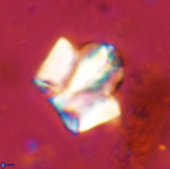 Zeugrhabdotus kerguelenensis 48216