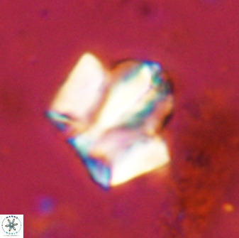 Zeugrhabdotus kerguelenensis 48216