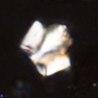 Zeugrhabdotus kerguelenensis 48217