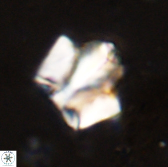 Zeugrhabdotus kerguelenensis 48217