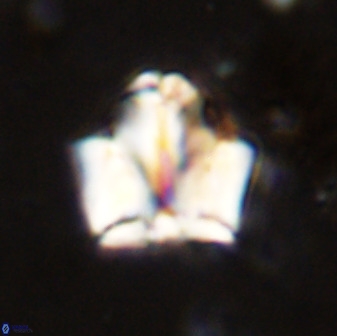 Zeugrhabdotus kerguelenensis 48218