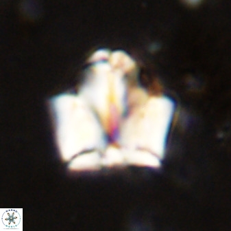 Zeugrhabdotus kerguelenensis 48218