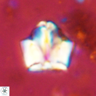 Zeugrhabdotus kerguelenensis 48219