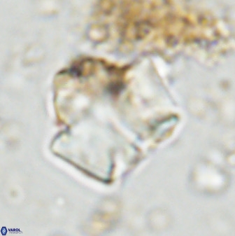 Zeugrhabdotus kerguelenensis 48224