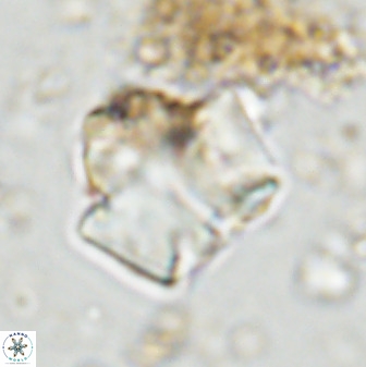 Zeugrhabdotus kerguelenensis 48224