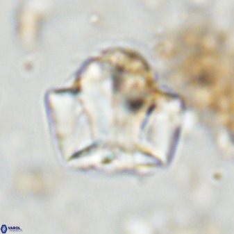 Zeugrhabdotus kerguelenensis 48225