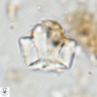 Zeugrhabdotus kerguelenensis 48225