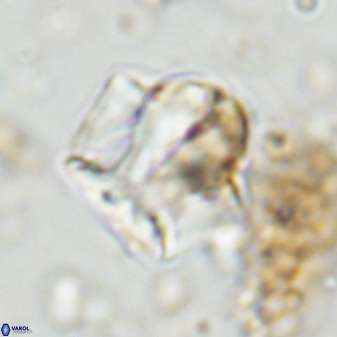 Zeugrhabdotus kerguelenensis 48226