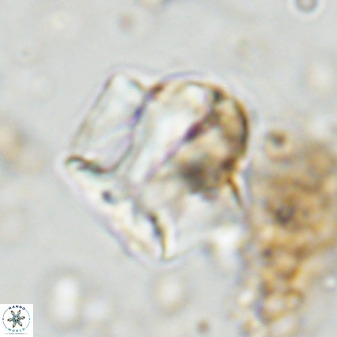 Zeugrhabdotus kerguelenensis 48226