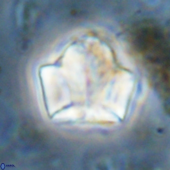 Zeugrhabdotus kerguelenensis 48228