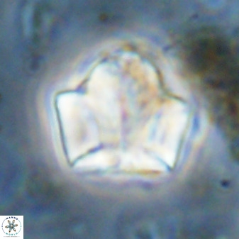 Zeugrhabdotus kerguelenensis 48228