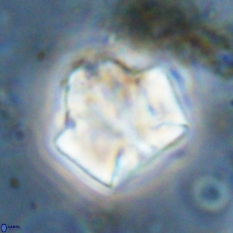 Zeugrhabdotus kerguelenensis 48229