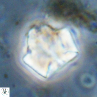 Zeugrhabdotus kerguelenensis 48229