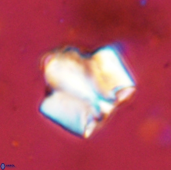 Zeugrhabdotus kerguelenensis 48220