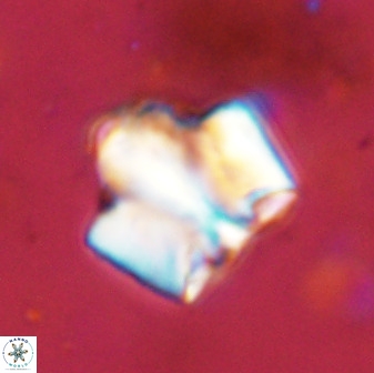 Zeugrhabdotus kerguelenensis 48220