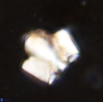Zeugrhabdotus kerguelenensis 48221