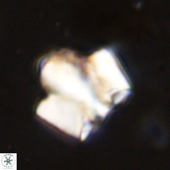 Zeugrhabdotus kerguelenensis 48221