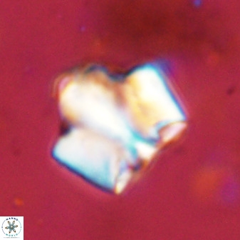 Zeugrhabdotus kerguelenensis 48222