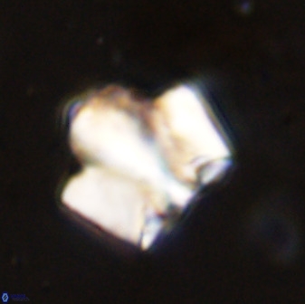 Zeugrhabdotus kerguelenensis 48223