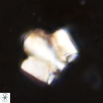 Zeugrhabdotus kerguelenensis 48223