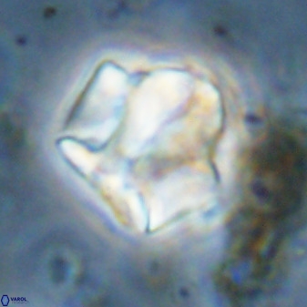 Zeugrhabdotus kerguelenensis 48230