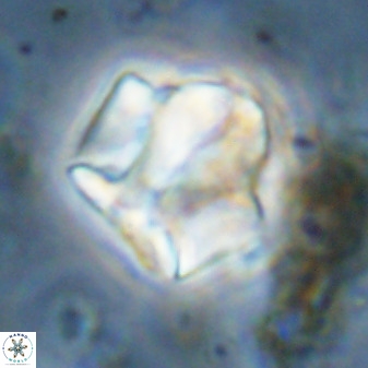 Zeugrhabdotus kerguelenensis 48230