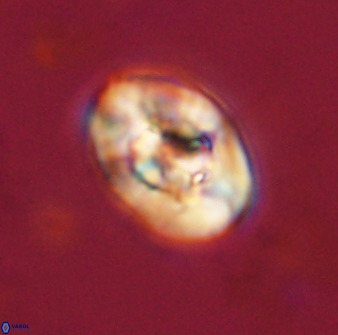 Zeugrhabdotus kerguelenensis 48297