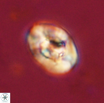 Zeugrhabdotus kerguelenensis 48297