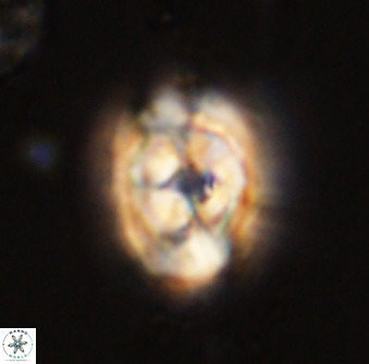 Zeugrhabdotus kerguelenensis 48299